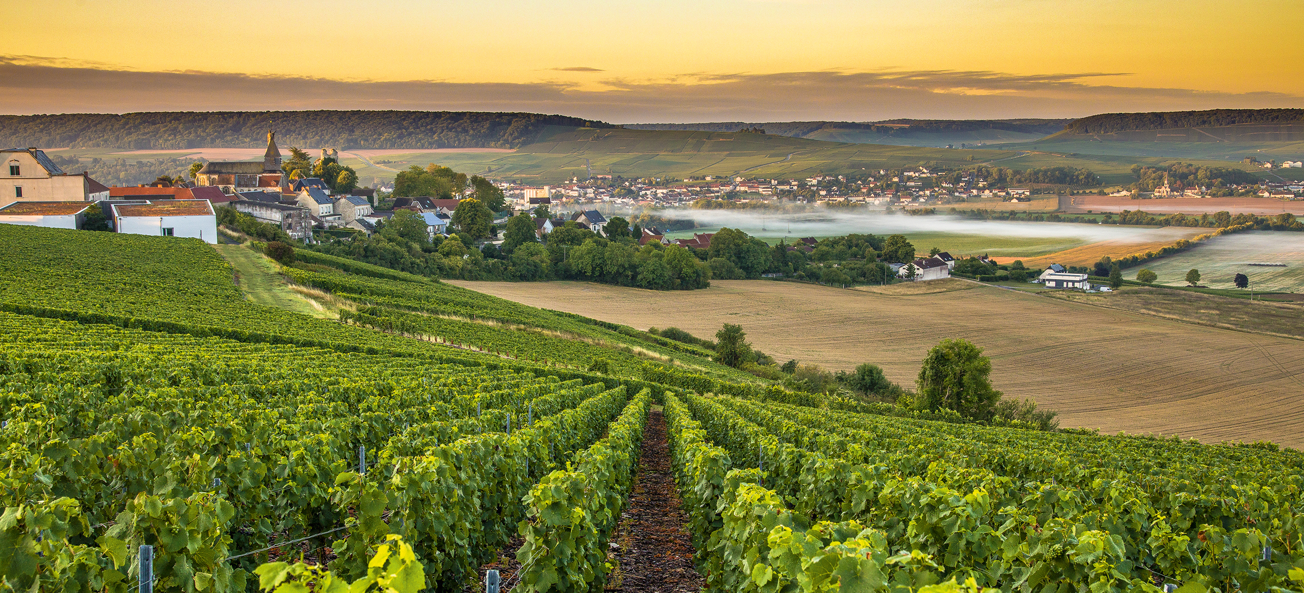 Die Champagne ist das wohl bekannteste Anbaugebiet Frankreichs.