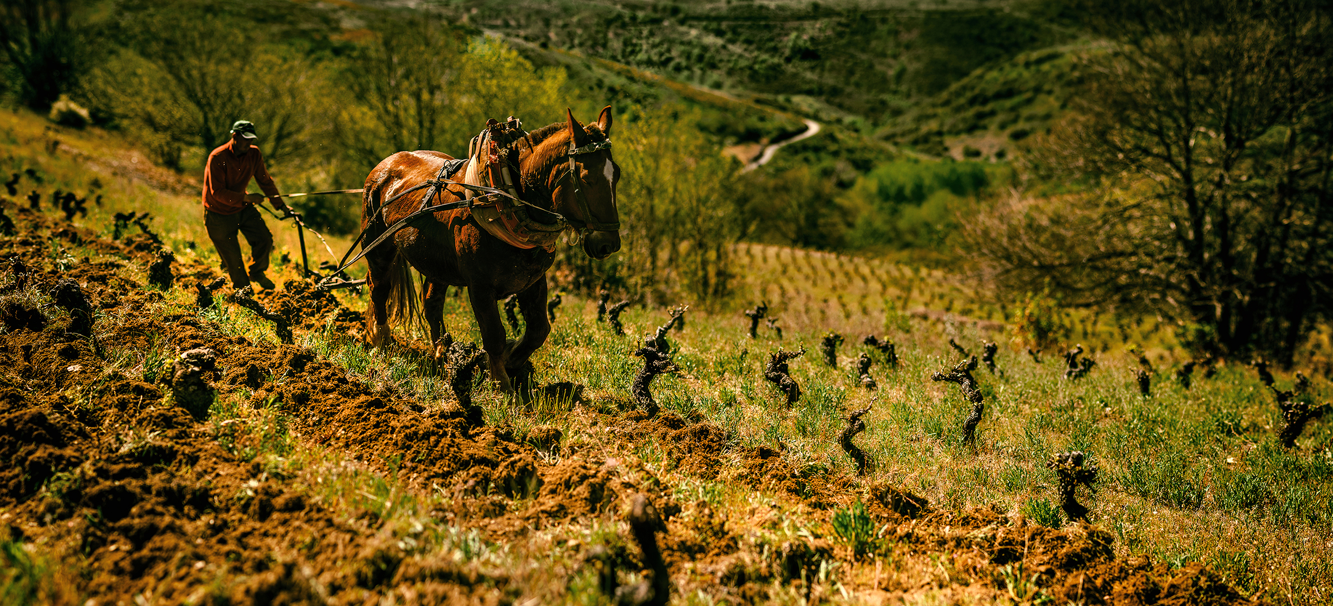 Spanien erlebt im Weinbau eine Rückbesinnung, bei der auch die biodynamische Bewirtschaftung eine bedeutende Rolle spielt. 
