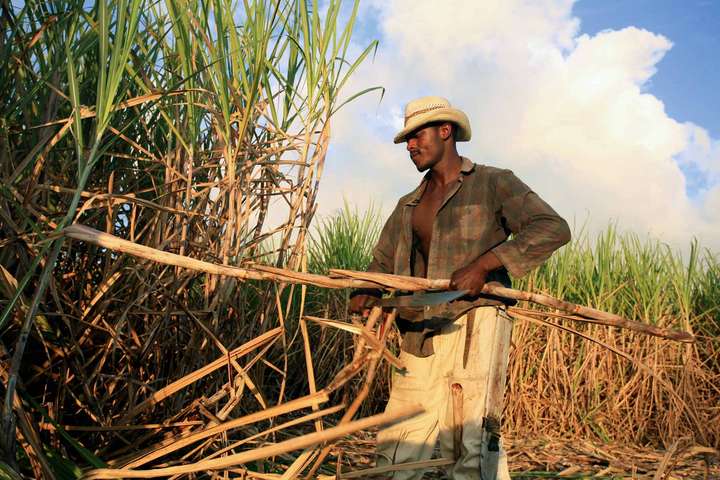 Das temperierte, sonnige Klima auf Barbados schafft perfekte Bedingungen für Zuckerrohr.