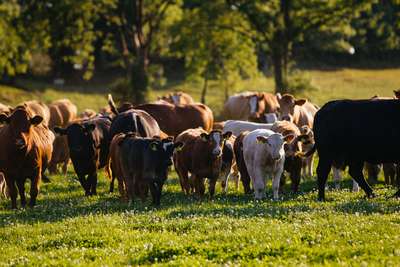 Landwirtschaft im Einklang mit der Natur und nur das Beste für die Rinder: freie Weideflächen, frische Luft und saftige Gräser.