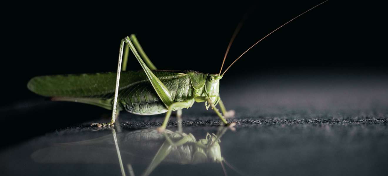 Insekten: Ekelalarm oder Essen der Zukunft?