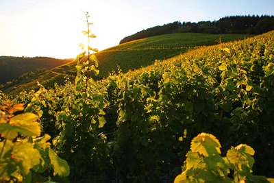 Herz des Weinguts sind die Steilhänge  an Saarburgs bester Lage »Rausch«.