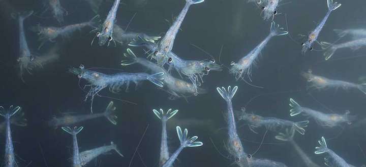 Die bläulich schimmernden Garnelen schwimmen sechs Monate unter besten Bedinugungen in bajuwarischem Salzwasser.