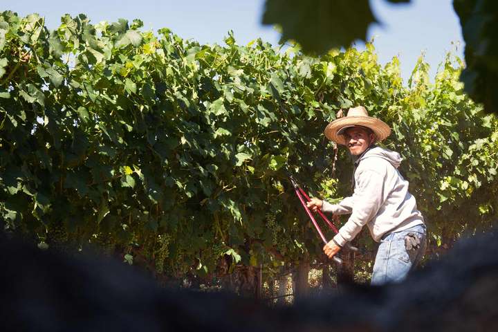 Kalifornien ist Ursprung einiger der besten Rotweine, die völlig zu Recht Kultstatus genießen.