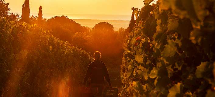 Sonnenuntergang auf dem Weingut Ornellaia in der Toskana.