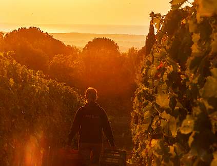 Sonnenuntergang auf dem Weingut Ornellaia in der Toskana.