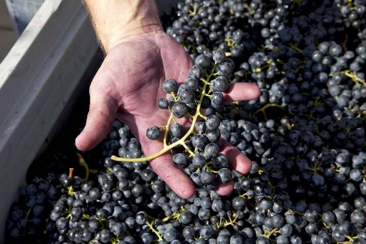 Das Weingut hat eine Fläche von 42 Hektar und führt die  Sorten Zweigelt, Merlot, Cabernet Sauvignon, Syrah, Blaufränkisch, Cabernet Franc, Chardonnay und Sauvignon Blanc.