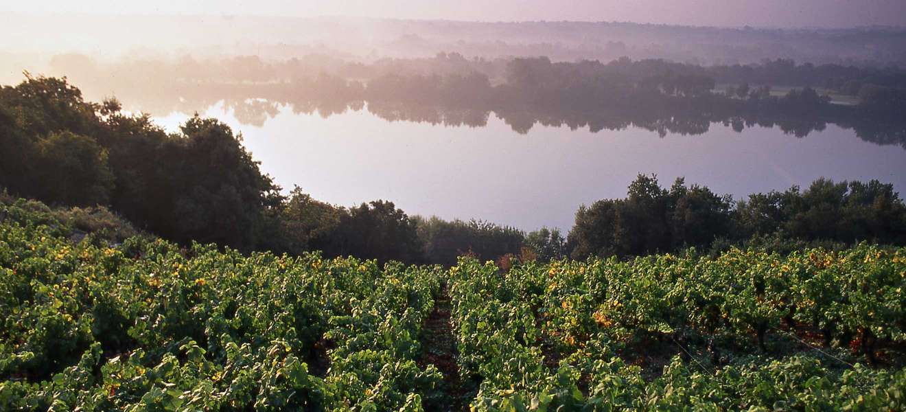 Weinberge entlang der Loire.