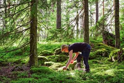 Pilzsammler stehen früh auf, um die besten Exemplare zu finden. Unter Bäumen und im Unterholz verbergen sich meist gute Fundstellen.