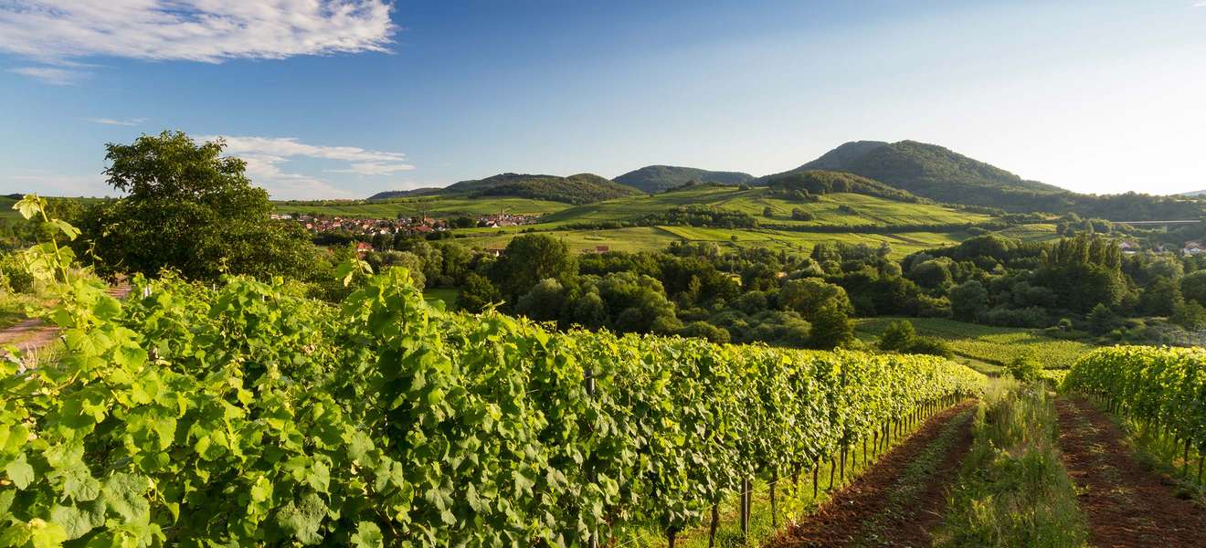 Die Pfalz ist Deutschlands zweitgrößtes Weinbaugebiet.