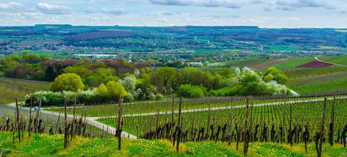 Ideale Voraussetzungen für Wein entlang der Mosel in Luxemburg.