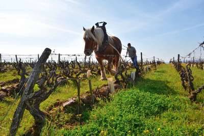 Dank gemischter Landwirtschaft ist der Anblick von Pferden an der Loire selbstverständlich geblieben.