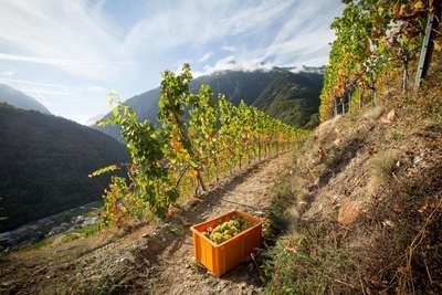 Wein-Ernte im Wallis