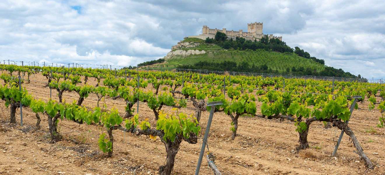 Zahlreiche Burgen wachen über die Weingärten
