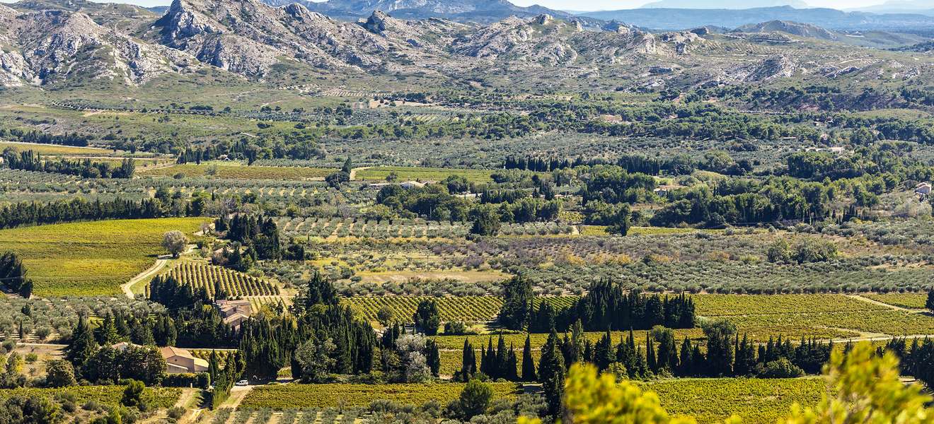 Der Weinbau hat in der Provence eine lange Tradition.