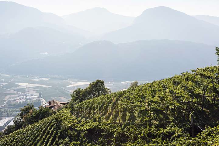 Weingärten der Cantina Terlan in Südtirol