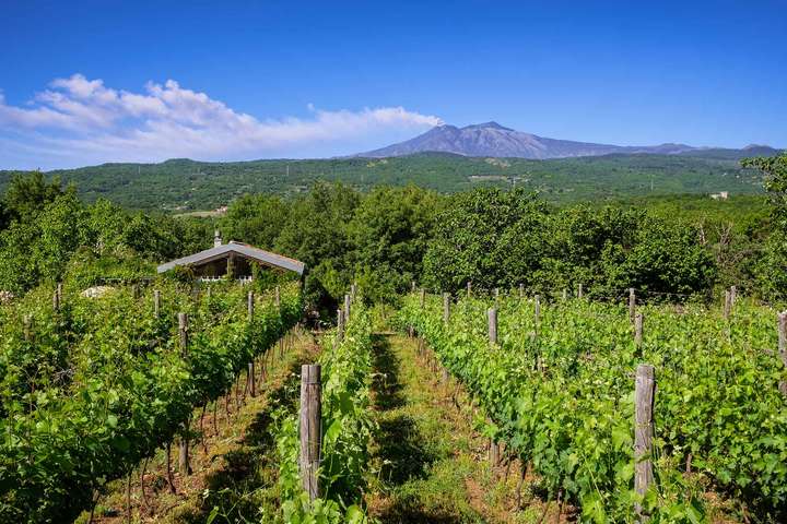 Sizilien: Weinbau im Angesicht des Ätna