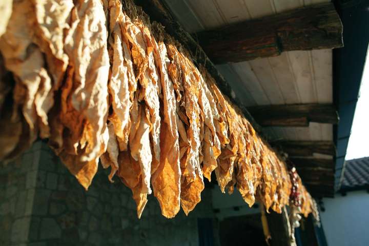 In Herzegowina gedeiht eine spezielle Tabaksorte, die sonnengetrocknet und unparfümiert geraucht wird. / © Tobias Müller