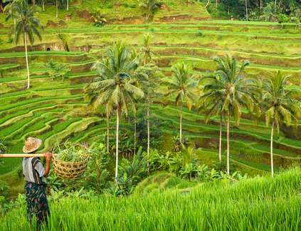 Die sehenswerten Reisterrassen von Bali sind nun etwas nähergerückt.