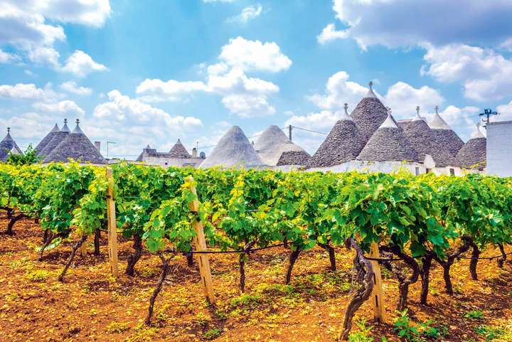 Weinbau spielt in Apulien eine große Rolle: Wichtigste Sorte ist der rote Primitivo, der in den USA als Zinfandel angebaut wird.