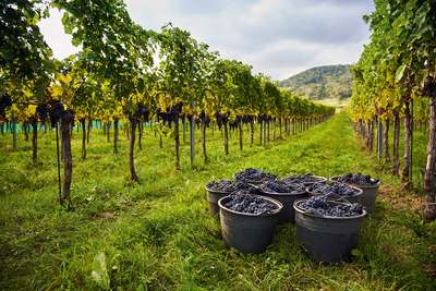 Perfektes und gesundes Traubenmaterial ist die Ausgangsbasis für große und langlebige Rotweine mit der Herkunft Leithaberg DAC.