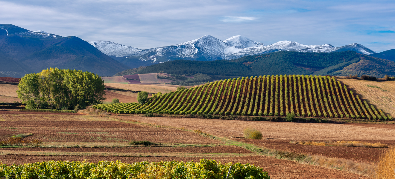 Weinbau in der Rioja