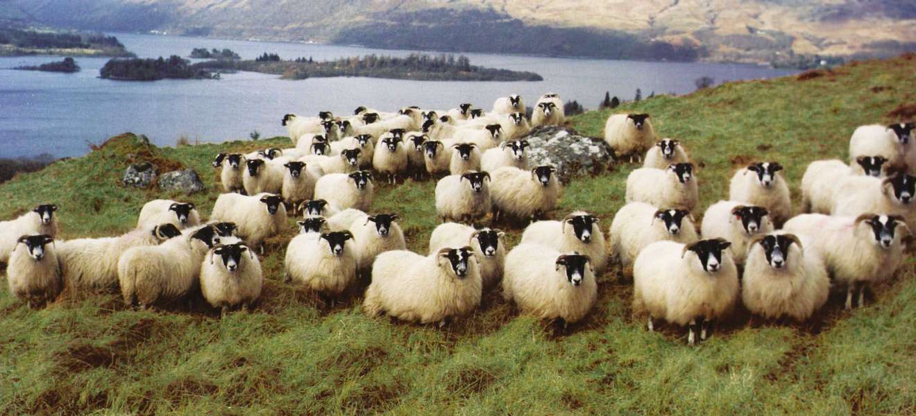 Schafe der Rasse Scottish Blackface.
