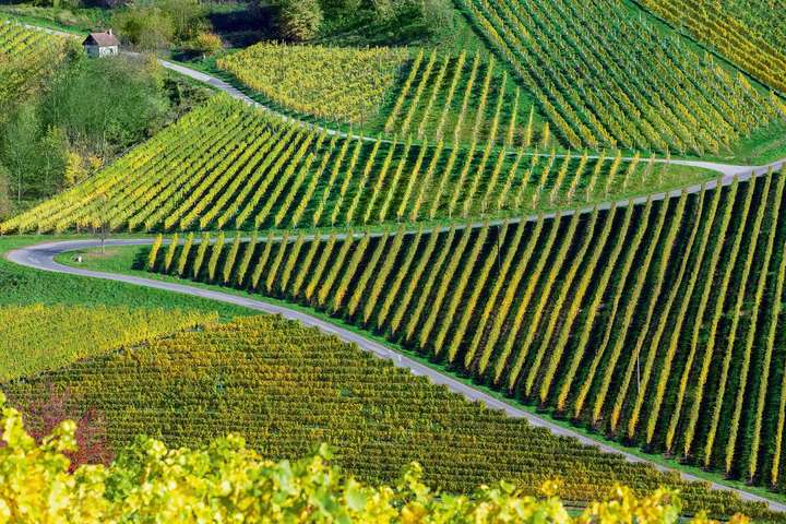 Bereits 1955 wurde das erste Teilstück der Südsteirischen Weinstraße eröffnet, die bis heute als Vorbild für alle weiteren Routen zum Wein in ganz Österreich gilt.