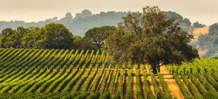 Weingarten in Kalifornien