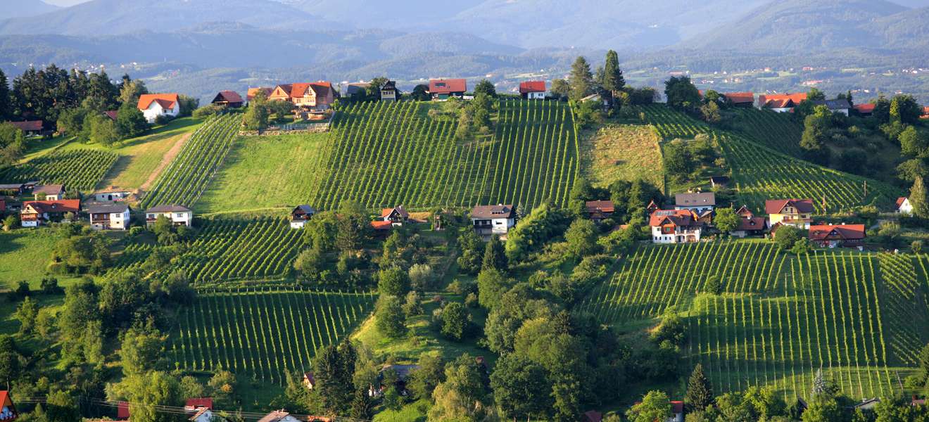 Schilcherland: Steile Hänge mit kleinen Weingartenparzellen prägen die Landschaft der Weststeiermark.