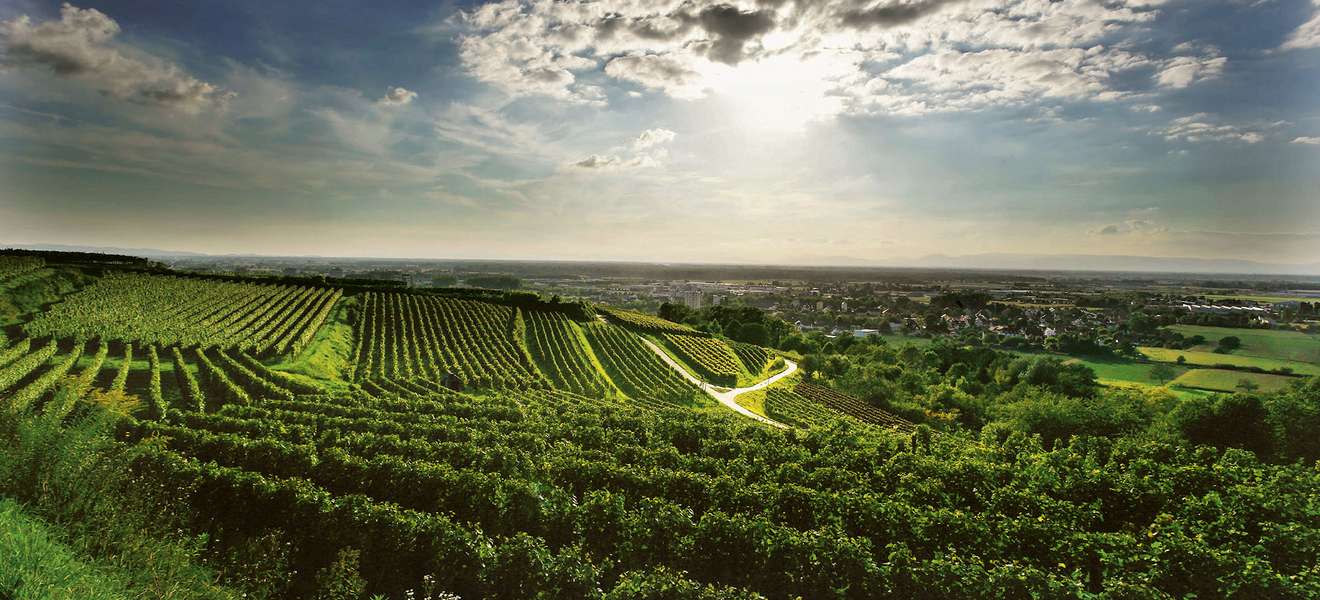 Reben des Weinguts Wöhrle in Lahr im Breisgau: eine Hochburg des Chardonnay in Baden.