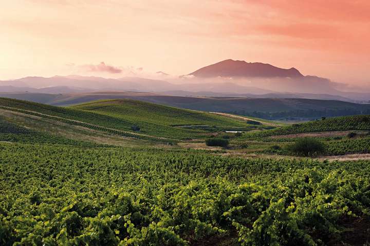 Sizilien ist als einzigartiges Anbaugebiet mit üppigen Weinhängen bekannt. / © Shutterstock