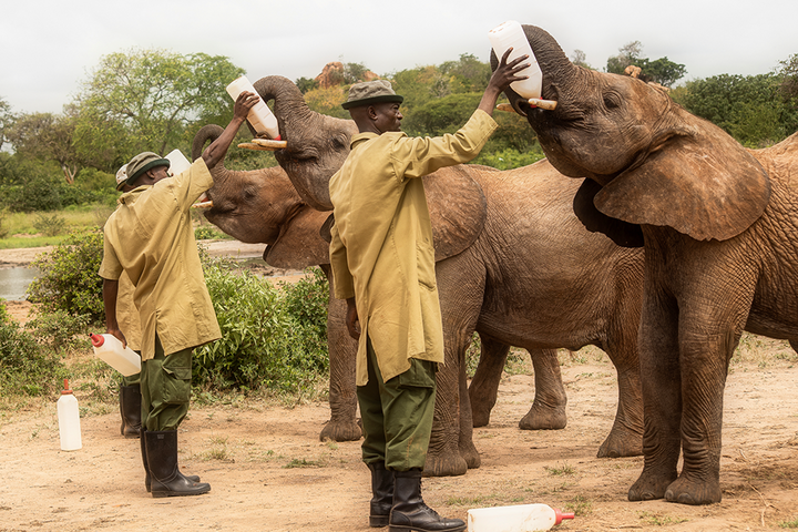 Verwaiste Elefanten in Kenia.