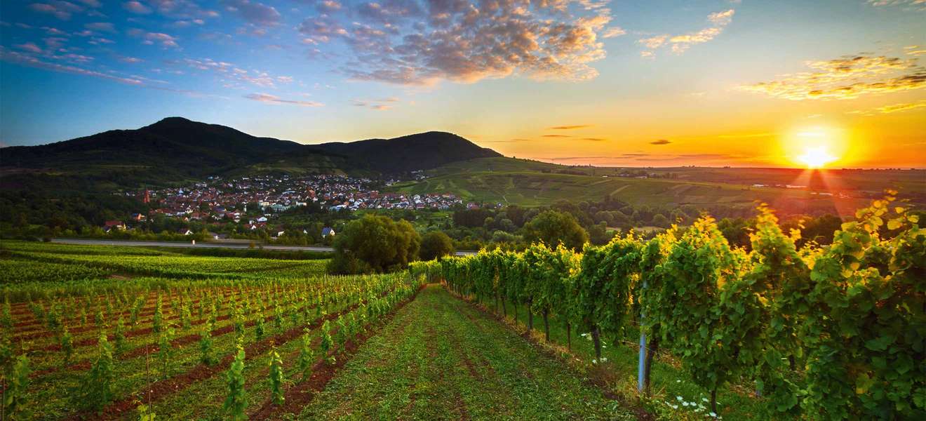 Sonnenaufgang in der Pfalz – die besten Weinberge liegen an sanften Hängen am Rand des Pfälzer Walds.