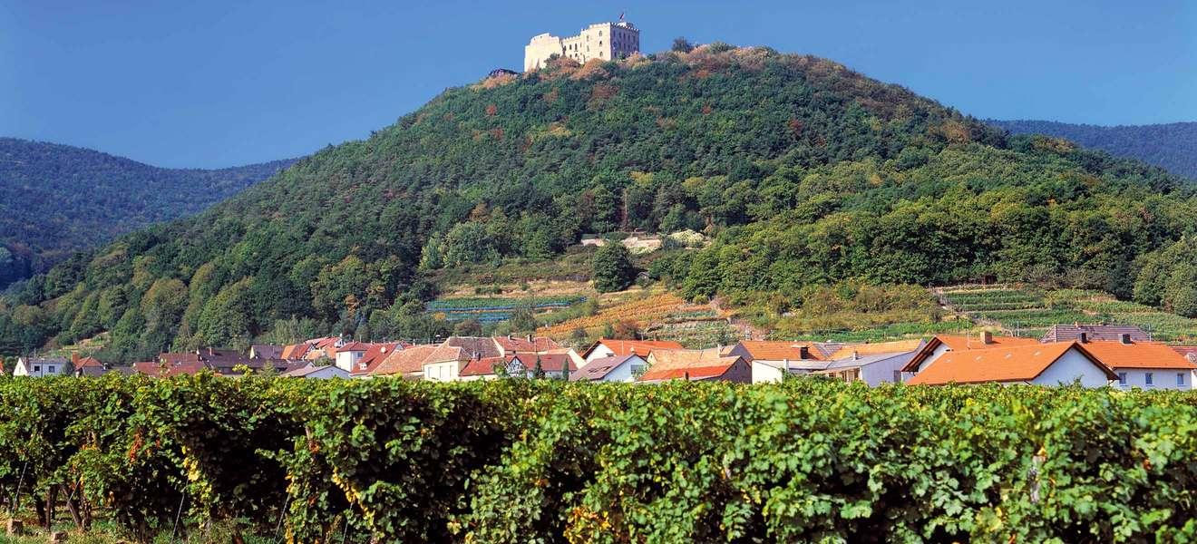 Das Hambacher Schloss über den Reben der Mittelhaardt: Trockener Pfälzer Riesling ist der weiße Lieblingswein der Deutschen.