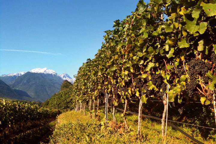 Wein aus dem Vinschgau steht bei Genießern hoch im Kurs. Das war längst überfällig.