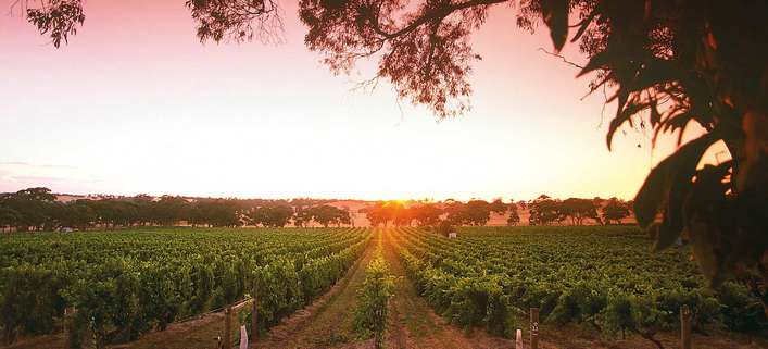 »Mount Edelstone Vineyard« in Australien. / Foto: beigestellt