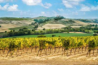 Toskanische Weingärten: Vino Nobile di Montepulciano kommen aus der Region Toskana in Mittelitalien.