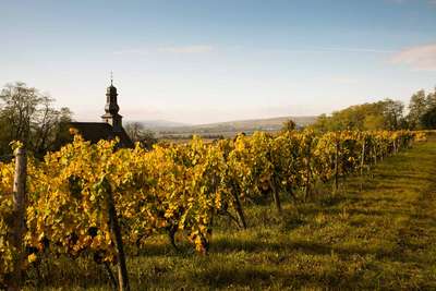 Die Weine aus dem Rothenberg sind noch reduktiver als die der Nachbarn vom Roten Hang, in ihrer Salzigkeit noch spektakulärer.