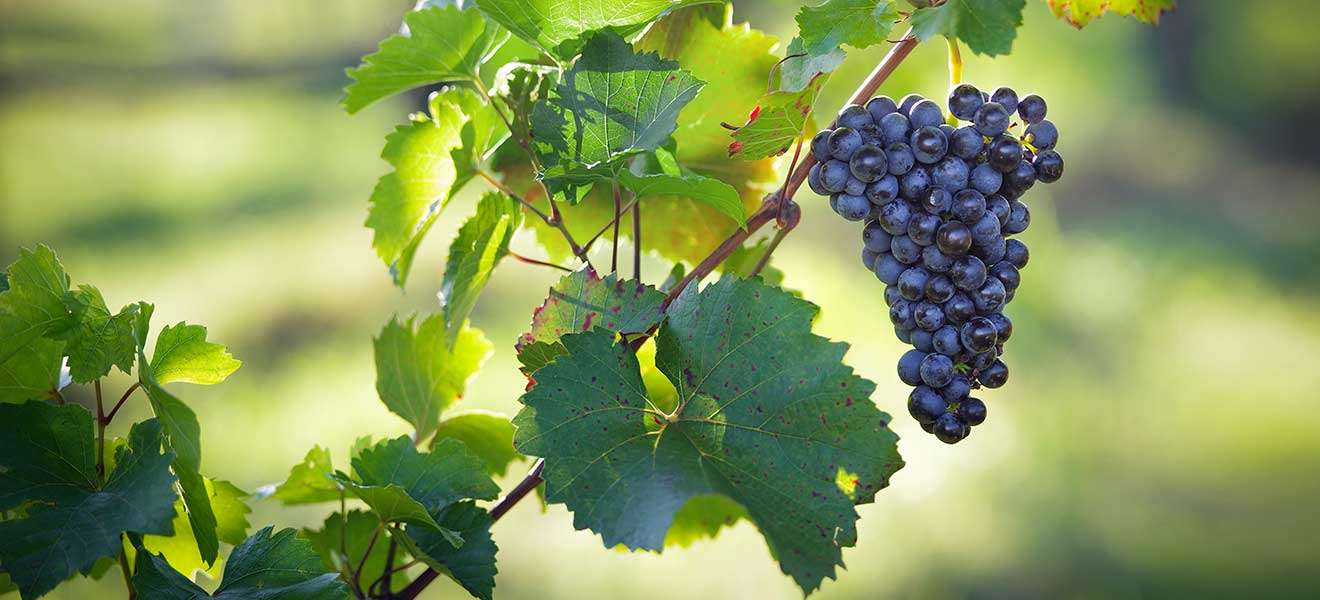Keiner ist beliebter: Der Blaue Zweigelt ist die meistangebaute Rotweinsorte Österreichs. 