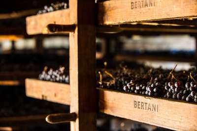 Impressionen von der Vinifizierung des Amarone Bertani