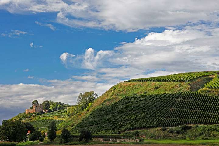Spitzenlage Hecklinger Schlossberg: Die Steillagen mit ihrem gelben Muschelkalk im Boden sind wie gemacht für Chardonnay.