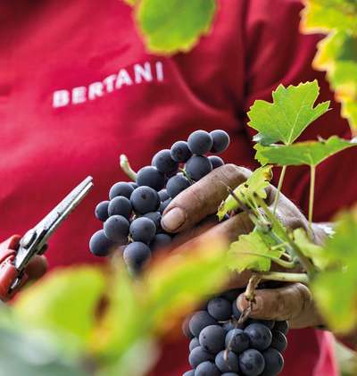 Impressionen von der Vinifizierung des Amarone Bertani