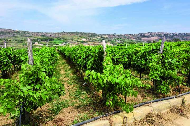 Die Weinkultur auf Malta und Gozo ist geprägt von kleinteiligen Anbauflächen.