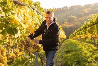 Thomas Posednik leitet das erfolgreiche Weingut der Stadt Wien am Cobenzl. 