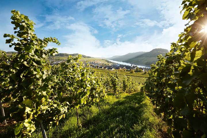 Friedliche Nachbarschaft: Blick aus den Weinbergen des Weinguts Befort in Nittel auf das gegenüberliegende luxemburgische Moselufer. 
