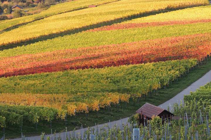 Herbstliches Farbenspiel im Fellbacher Weinberg, wo Nebenerwerbswinzer einen großen Teil der Reben bewirtschaften.