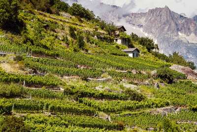 Alpiner Weinbau bei Visp und Visperterminen: Die Steilhänge reichen bis auf 1150 Meter Höhe.