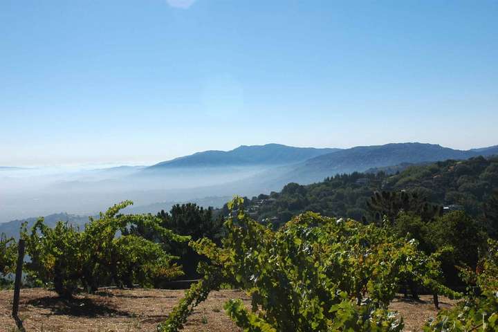 Der Montebello Weingarten