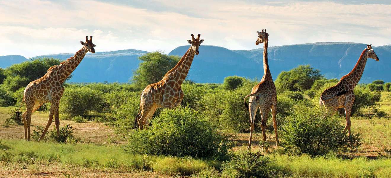 Die wilde Natur entdecken: in Safari-Lodges wie »Singita« oder »Marataba«.